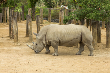 Naklejka premium white rhino in the wild