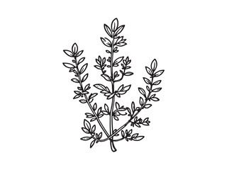 Minimalist thyme leaf contour drawing for herbal design