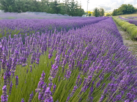 Parco di lavanda