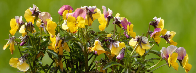 The garden pansy (Viola × wittrockiana) is a type of polychromatic large-flowered hybrid plant...