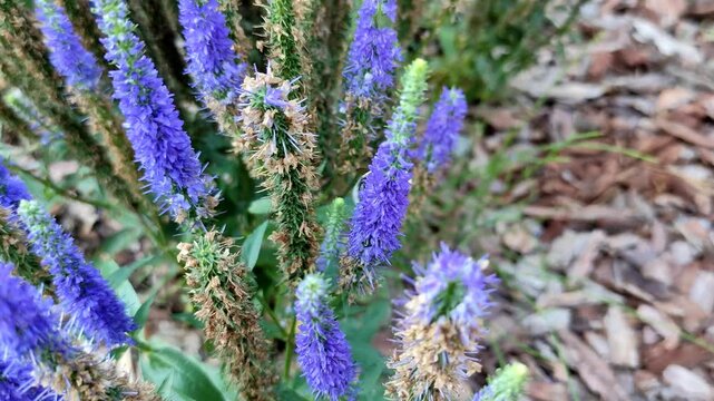 Veronica Spiky bush. Blue flowers. A bumblebee on a flower. The flowering period. It's summer time.