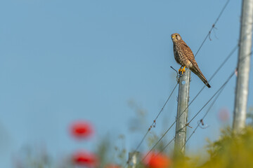 Kestrel (Falco tinnunculus) hunting perched on a post in the vineyard.