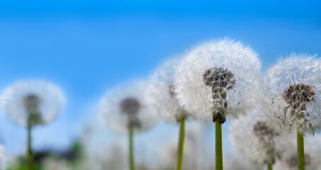 Naklejka premium Seeds of a dandelion fly through the air in a windy sky and sprout. 