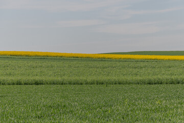 A field of green grass with yellow flowers in the background