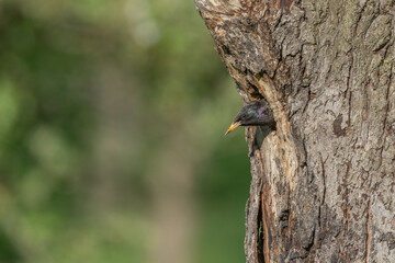 Common starling (Sturnus vulgaris) at the nest to feed its chicks.