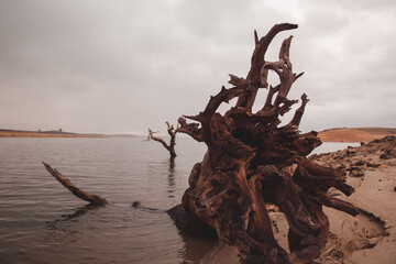 &Aacute;rbol sobre el agua