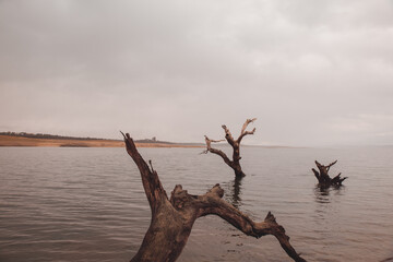 Árbol sobre el agua
