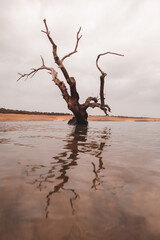 &Aacute;rbol sobre el agua
