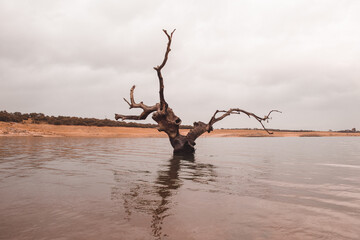 &Aacute;rbol sobre el agua