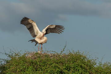Two birds are standing on a nest, white stork (ciconia ciconia) breeding.