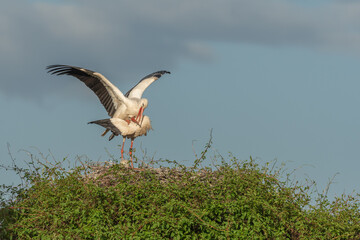 Two birds are standing on a nest, white stork (ciconia ciconia) breeding.