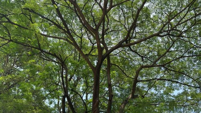 4k footage of rain trees or known as Samanea Saman under a sunny sky. Rain tree is a very popular tree used for street decoration and greeneries. Known for its beautiful branches. Nature video.