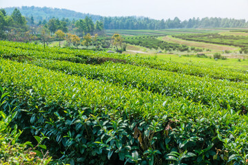 Close up view of green tea plantation rows on the field in Chiang Mai, Thailand. Agriculture, farming and gardening concept