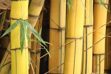 Bambu gigante, bambu amarelo, bambu verde