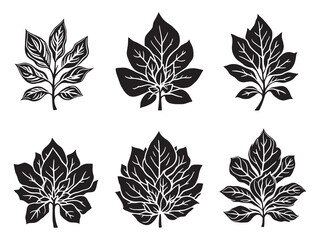 Minimalist Vector Illustration of Aeonium Succulent Design