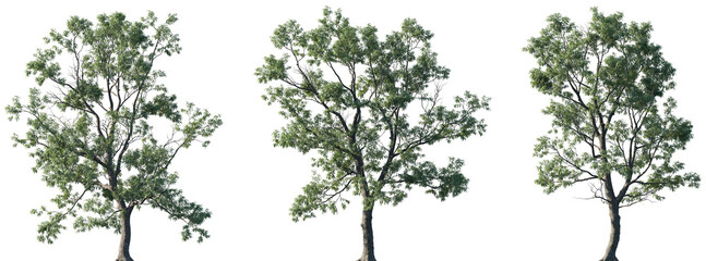 Set of Robinia pseudoacacia (commonly known as black locust, false acacia) isolated png in sunny daylight on a transparent background perfectly cutout