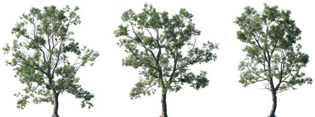 Set of Robinia pseudoacacia (commonly known as black locust, false acacia) isolated png in sunny daylight on a transparent background perfectly cutout