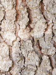 Tree bark, close-up texture of dry tree bark-nature background