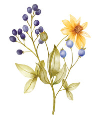 Watercolor botanical illustration with yellow flowers and blue berries on green stems. Perfect for natural product packaging, eco cards, or herbal-themed wall prints, isolated on white