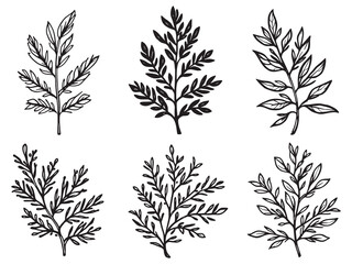 Naklejka premium Minimalist yew leaf vector outline for nature artwork