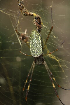 Aranha-de-teia-amarela