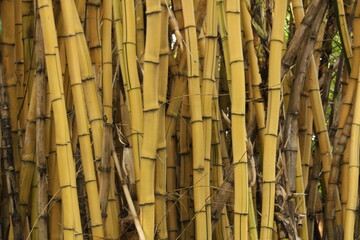 Bambu gigante, bambu amarelo, bambu verde