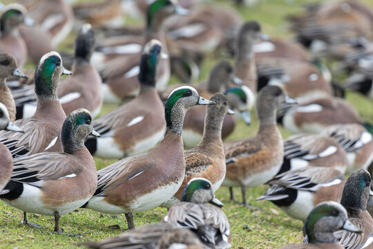 large flock of Wigeon ducks