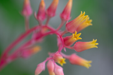 Pink flowers with yellow tips of the molded wax agave succulent, Echeveria Agavoides, indoor house plant.
