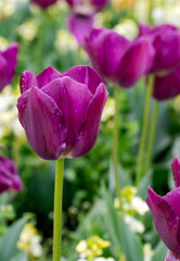 A bunch of purple flowers with some white flowers in the background. The flowers are wet and the mood of the image is peaceful and serene