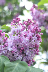 Fototapeta premium Lilac flowers close-up. Branch of blooming lilac, spring flowers with soft focus. Nature background. Lilac flowers with selective focus. Spring