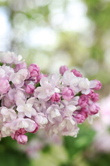 Lilac flowers close-up. Branch of blooming lilac, spring flowers with soft focus. Nature background. Lilac flowers with selective focus. Spring