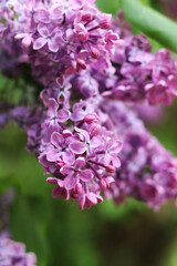 Obraz premium Lilac flowers close-up. Branch of blooming lilac, spring flowers with soft focus. Nature background. Lilac flowers with selective focus. Spring