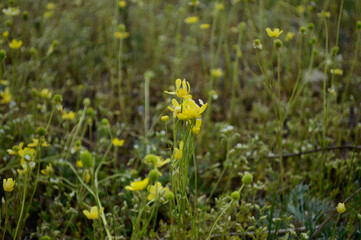 yellow spring flowers