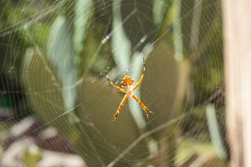 spider in the middle of the web