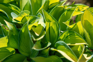 Fototapeta premium Zielone liście oświetlone światłem słonecznym, tworząc żywe i naturalne tło. Świeże liście świecą ciepłym światłem, wywołując poczucie spokoju, wzrostu i piękna natury