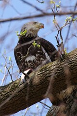 Juvenile Blad Eagle with fish