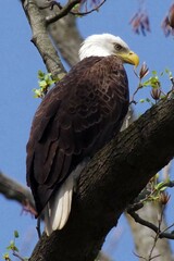 Bald Eagle side pose