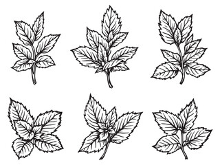 Minimalistic mint leaf outline drawing in black and white