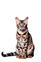 Striking Feline Portrait, transparent background, white background