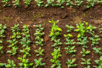 Young green chrysanthemum plants growing in rows in Chiang Mai, Thailand. Agriculture, farming and gardening concept. Efficiency and sustainability, organic and local farming