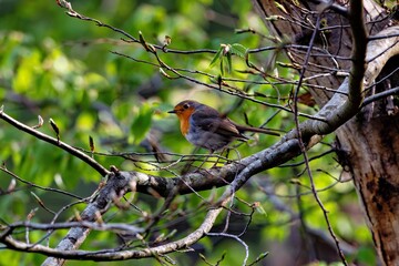 Rotkehlchen im Wald