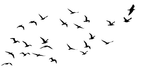 flying birds group transparent birds isolated on white background PNG