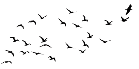 flying birds group transparent birds isolated on white background PNG