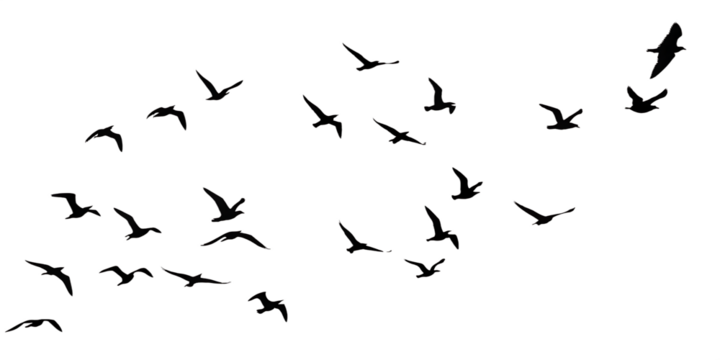 flying birds group transparent birds isolated on white background PNG