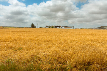 wheat field on the background of the sky with rain clouds