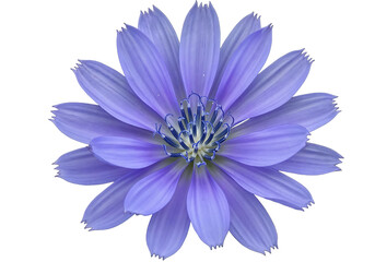Fototapeta premium Close up of a delicate light purple flower.