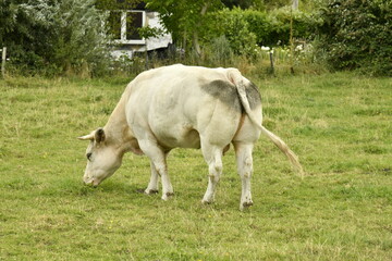 Vache laitière dans une prairie à Ghislenghien (Ath)