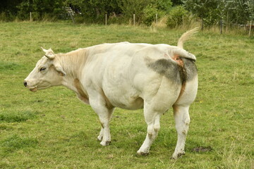 Vache laitière dans une prairie à Ghislenghien (Ath)