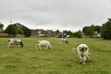 Obraz premium Vaches laitières dans l'une des pâtures à Ghislenghien (Ath)
