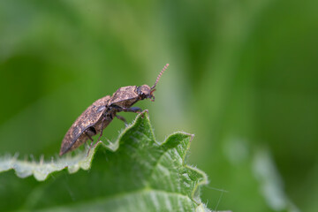 Brown Beetle on Leaf Edge, Ready to Climb